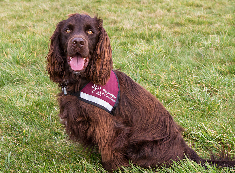 Cocker spaniel Dram looking at the camera with his tongue out