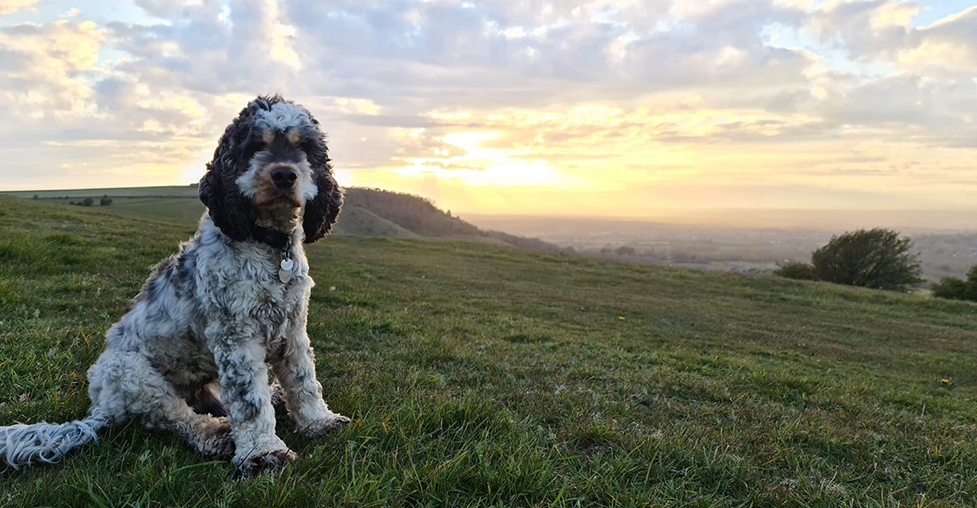 Cocker spaniel Archer on top of a hill and looking at the camera with the sun setting in the background
