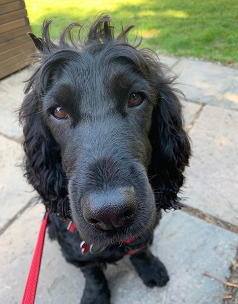 A close-up of cocker spaniel hearing dog Elvis looking into the camera