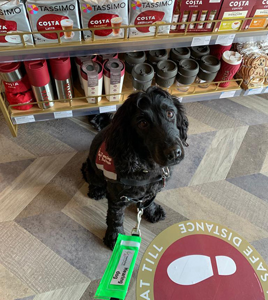 Hearing dog Elvis wearing his burgundy jacket and sitting in a shop