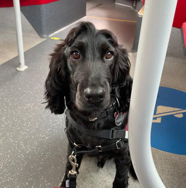 Hearing dog Elvis on a bus and looking at a camera