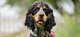 Hearing dog cocker spaniel Otis