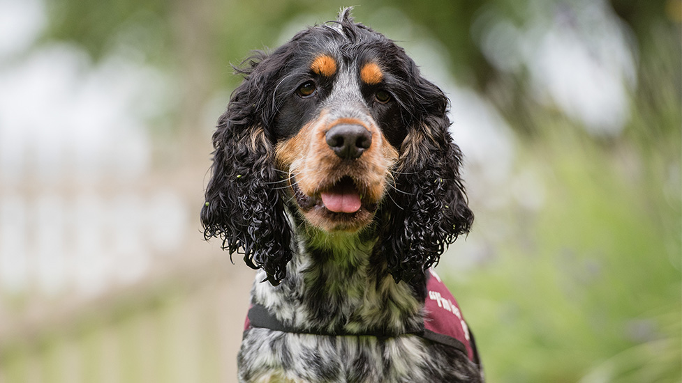 Hearing dog Otis