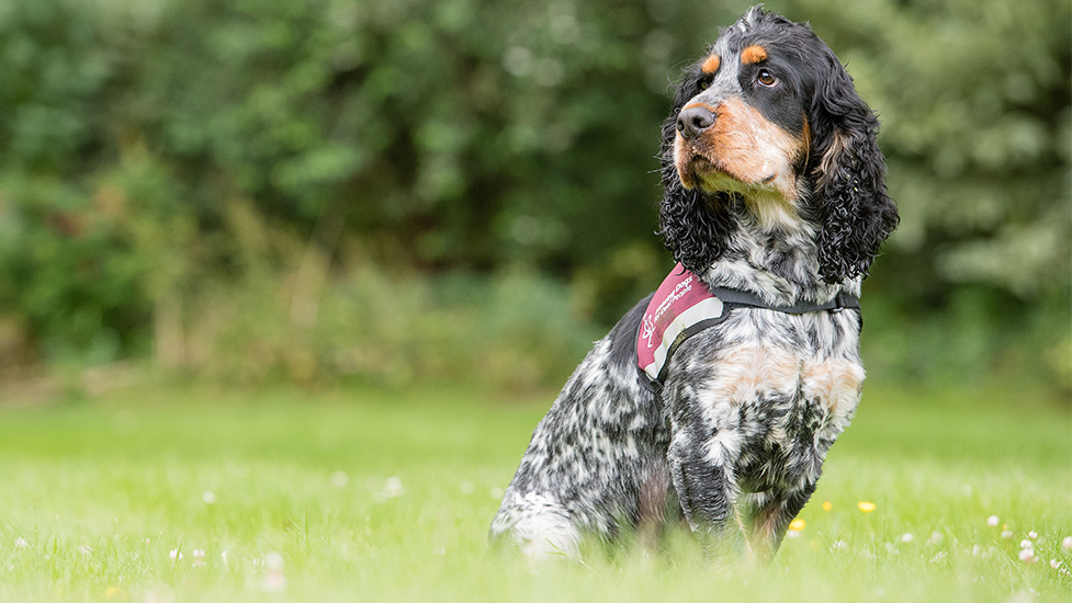 Cocker spaniel hearing dog Otis is sitting on the grass and is wearing his burgundy Hearing Dogs jacket