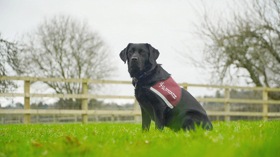 Black Labrador Moli is sitting on the grass and is wearing her burgundy jacket