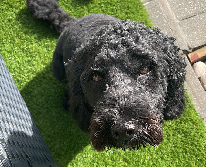 Black cockapoo Asti is sitting on the grass and looking up at the camera