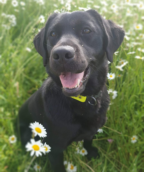 Black Labrador Moli is sitting in the grass with daisies around her
