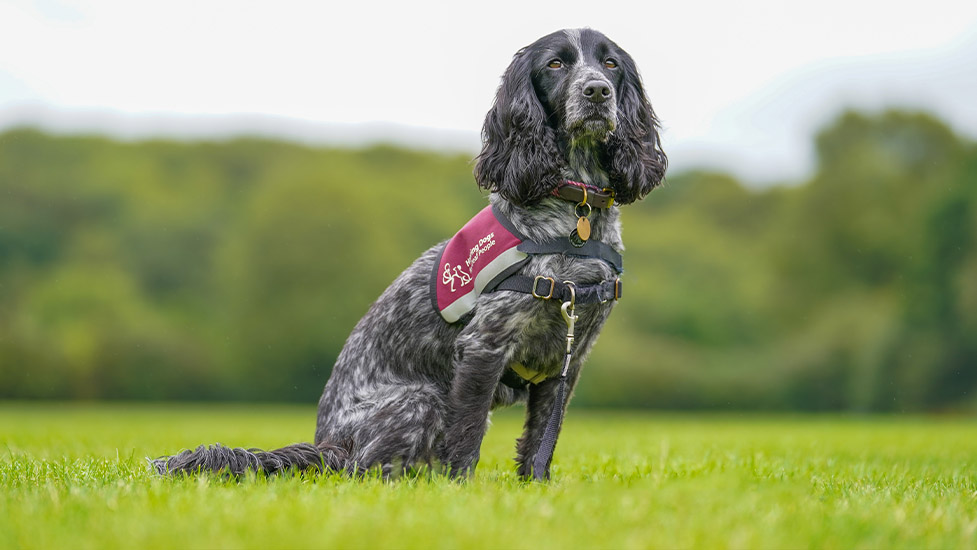 Hearing dog Dolly in her burgundy jacket