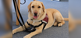 Yellow Labrador hearing dog Fidget is lying on the floor with her tongue sticking out. She is wearing her burgundy Hearing Dogs for Deaf People jacket