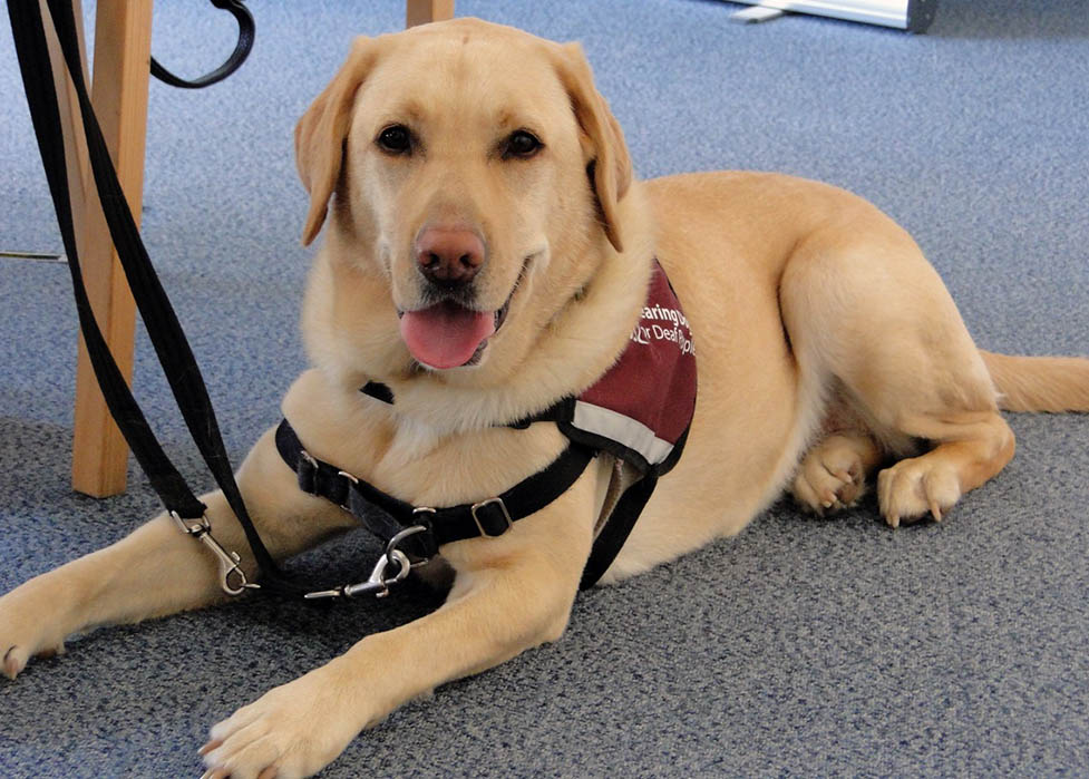 Yellow Labrador hearing dog Fidget is lying on the floor with her tongue sticking out. She is wearing her burgundy Hearing Dogs for Deaf People jacket