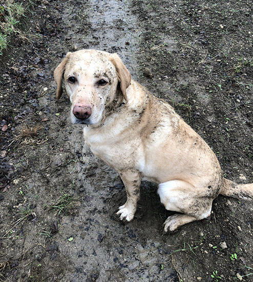 Yellow Labrador Fidget is sitting on wet muddy ground during a walk outside. She has mud all over her.