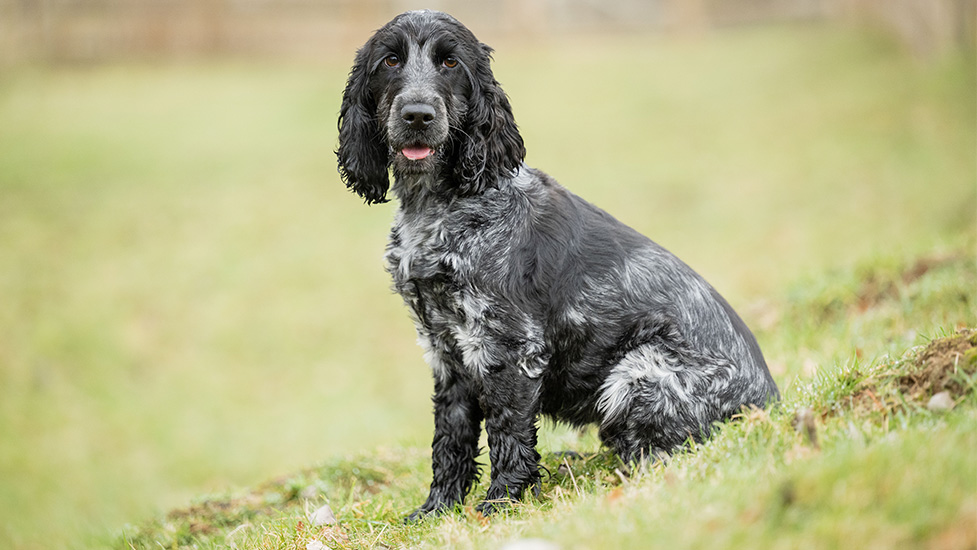 Blue roan cocker spaniel Skye is sitting on the grass and is looking at the camera with her tongue sticking out 