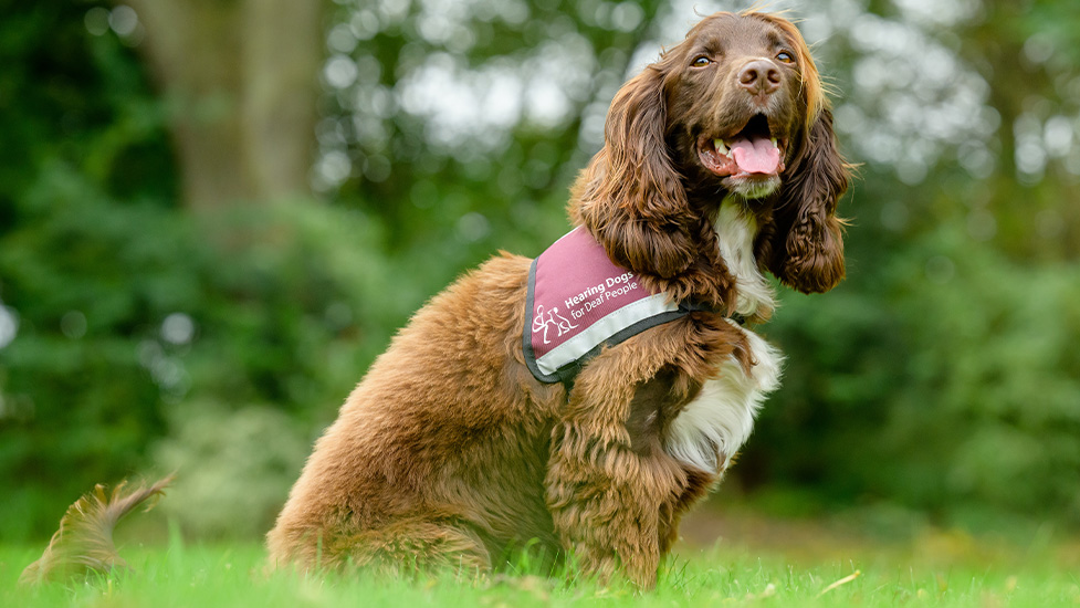 Hearing dog Rico is sitting on the grass and is smiling