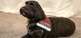Cockapoo hearing dog Pickle