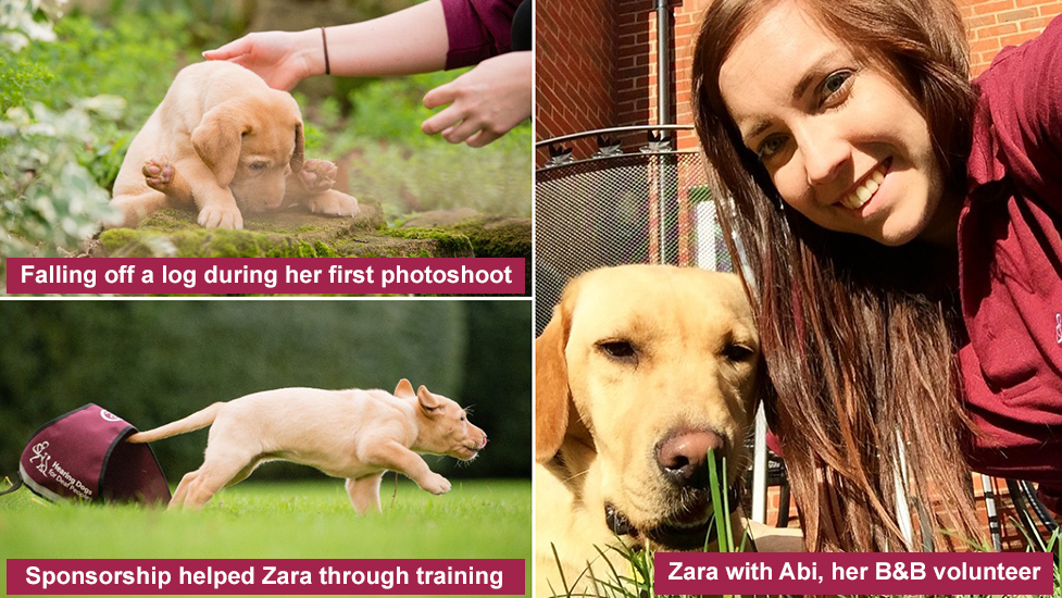 Hearing dog Zara