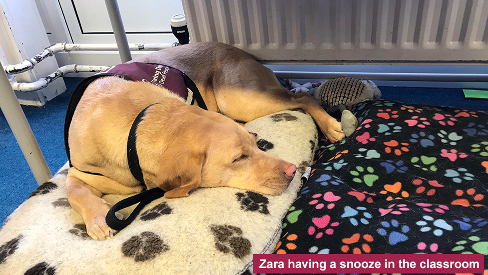 Hearing dog Zara sleeping in the classroom