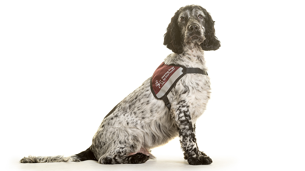 Hearing dog Linus