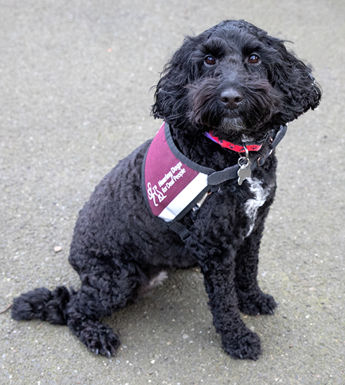 Hearing dog Pickle in his burgundy jacket