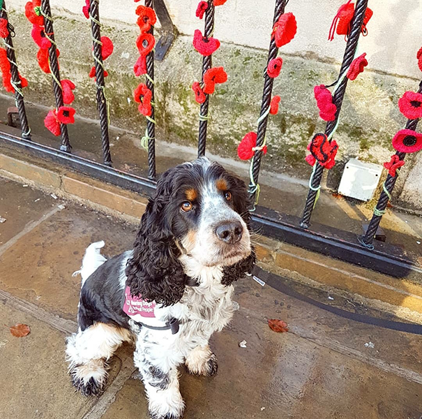 Jovi with poppies