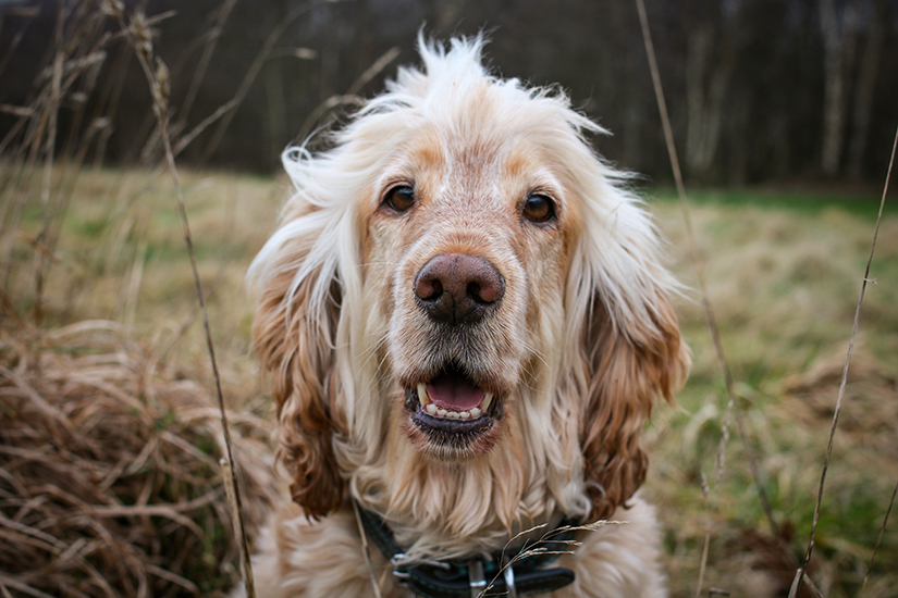 A close-up of hearing dog Albert