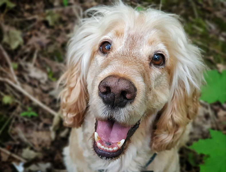 Hearing dog Albert smiling
