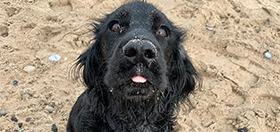 Cocker spaniel Komet on the beach, looking at the camera with his tongue out