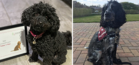 Miniature poodle Suki with her training certificate and cocker spaniel Orchid sitting in her burgundy training jacket