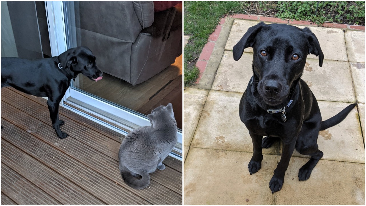 Two photos of black Labrador Mollie. The first is her sticking her tongue out to a cat in the garden and the second is sitting outside for a close up