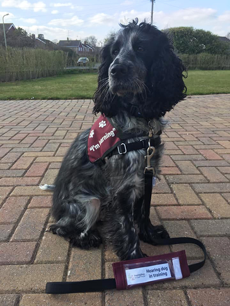 Cocker spaniel Orchid sitting nicely outside in her burgundy training jacket