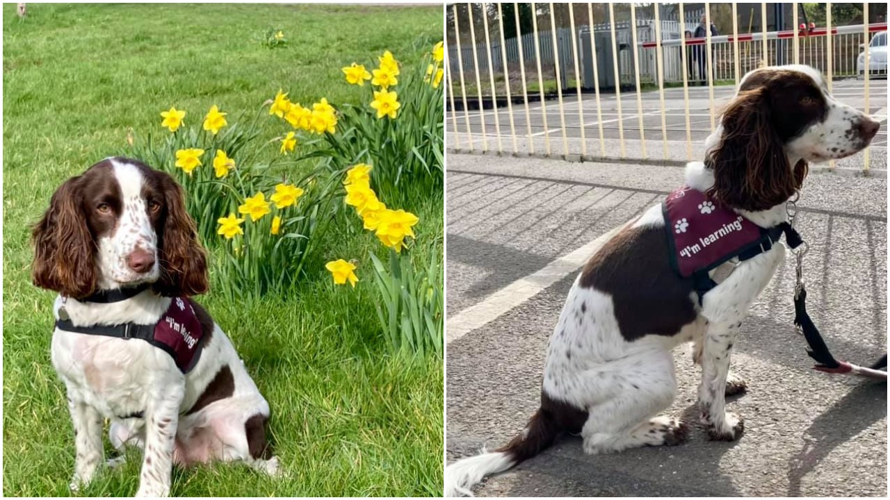 Two photos of cocker spaniel Riley in her burgundy training jacket. The first is her siting next to some daffodils and the second is behind the barrier at a level crossing