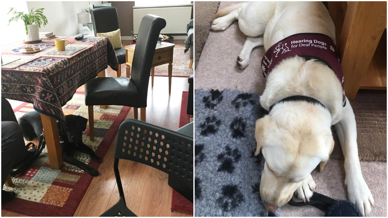 Two photos showing black Labrador Jazz and yellow Labrador Kiki practising their settles at home
