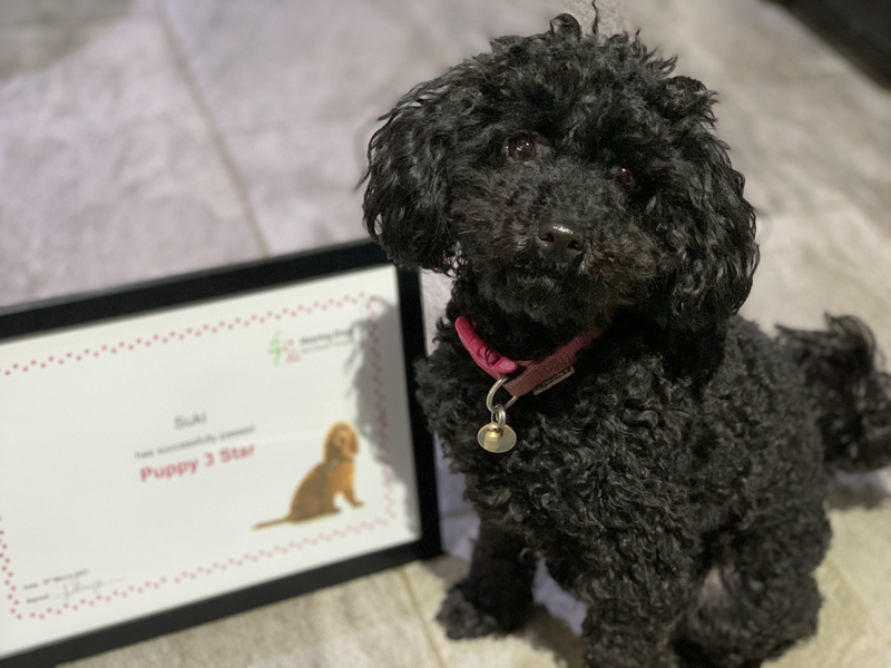 Miniature poodle Suki sitting next to her certificate, which was awarded for passing the third stage of hearing dog training