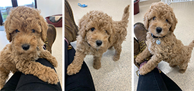 Miniature poodle Nelson
