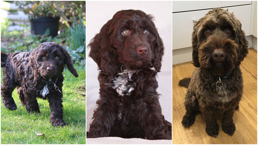 Cockapoo Alpha as a puppy and then he how looks now