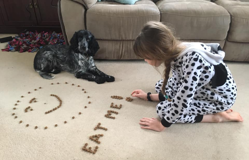 Cocker spaniel Orchid looking at the camera with her treats spelling out 'Eat me' on the floor