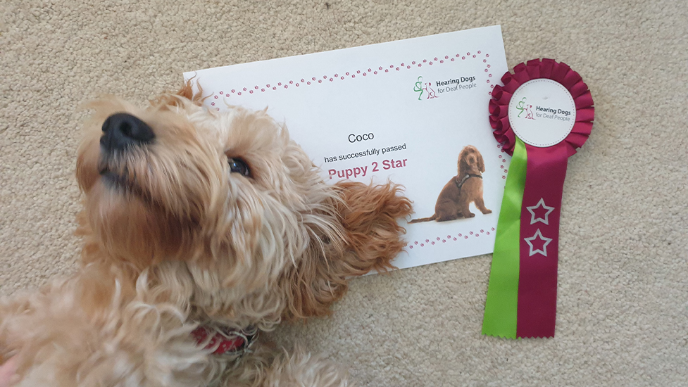 Cockapoo Coco next to her certificate, which was awarded for passing the second stage of hearing dog training