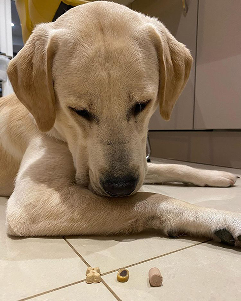 Yellow Labrador Biscuit staring intently at his treats as he waits to eat them