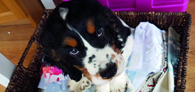 Cocker spaniel puppy Wilbur