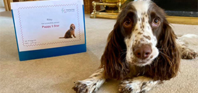 Cocker spaniel Riley with her hearing dog certificate