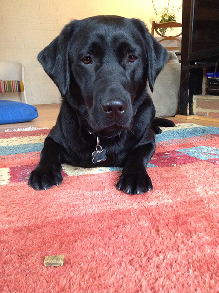 Black Labrador Chrissie waiting patiently with a treat on the floor in front of her