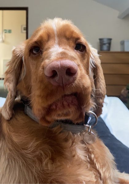A close up of cocker spaniel Gryffin who is on the bed alerting to an alarm clock