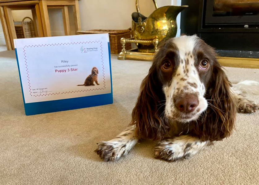 Cocker spaniel Riley lying on the floor next to her certificate for passing the third stage of hearing dog training