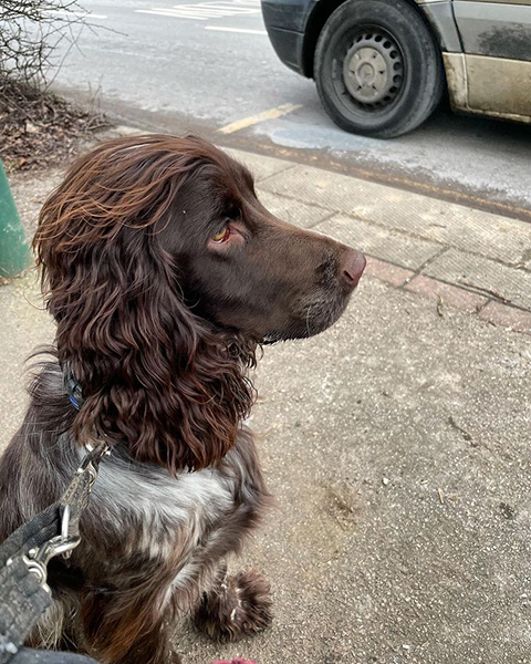 Cocker spaniel sitting at a quiet bus stop