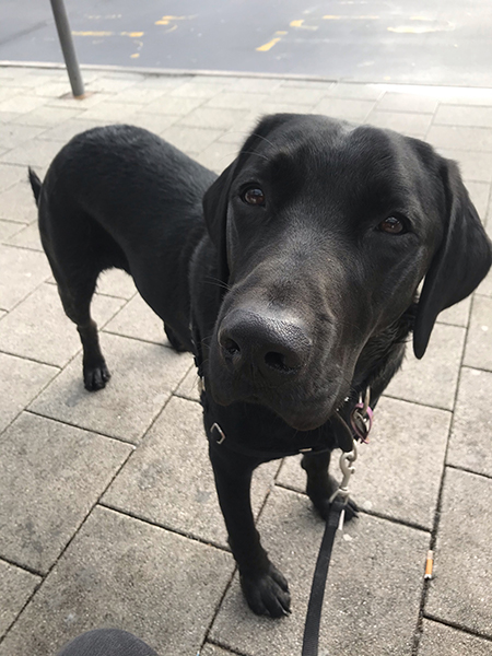 Black Labrador Kai outside and looking at his volunteer dog trainer
