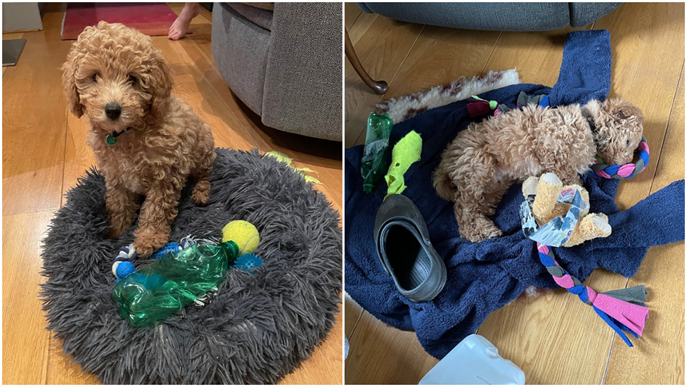Two photos of miniature poodle Nelson side by side. The first shows him sitting on his bed with a bottle and tennis ball. The second is him sleeping on his bed surrounded by a shoe, bottle and a cuddly toy.