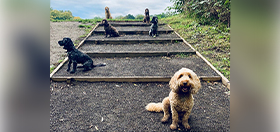 Six hearing dogs in training wait together on some steps