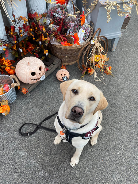 Yellow Labrador Biscuit in front of a Halloween stand at a garden centre