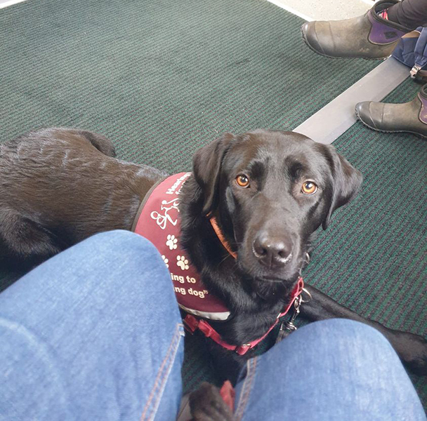 Black Labrador Bracken lying down on a train in her burgundy jacket