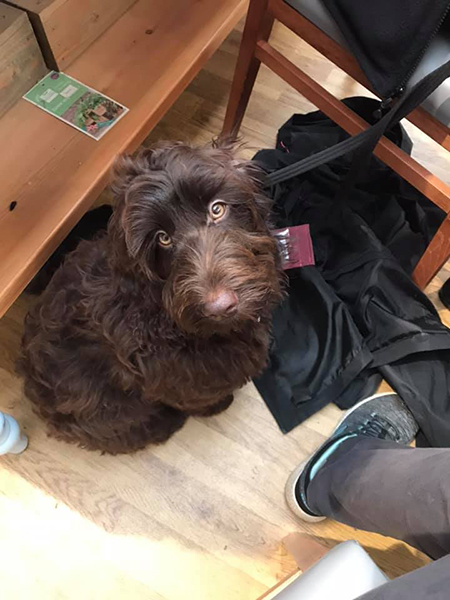 Cockapoo Dawn showing lovely focus on her volunteer puppy trainer during a trip to a garden centre 