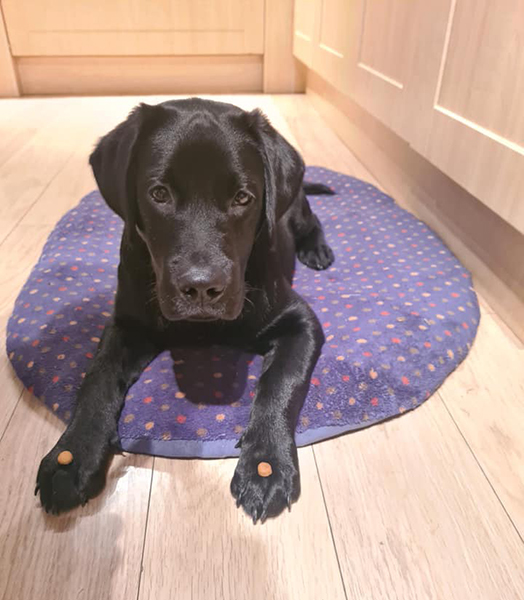 Black Labrador puppy Gerry practising his impulse control with treats on his paws